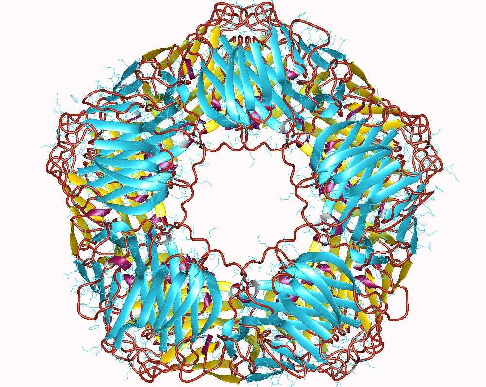 Struttura della proteina C reattiva umana